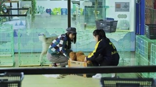 可怜的流浪狗！收容所对偷狗狂魔的控诉