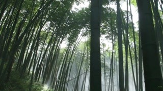 竹子竟是“木质化巨草”！