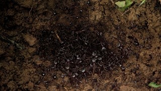 这些蚂蚁都已经形成了殖民地了？    庞大的规模让人震惊！