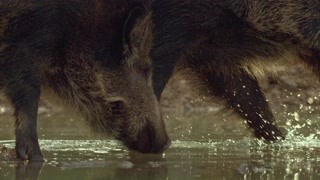 野猪幼崽长出鬃毛已经可以抵御寒冷的冬天 一部没有对白的影片