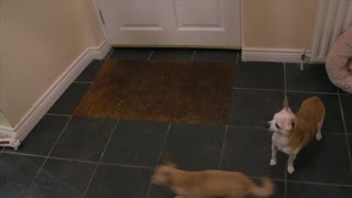 猫狗能和平相处吗？还有更多麻烦等着你