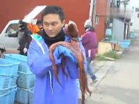 魚躍在花見之花絮-智霖被章魚咬