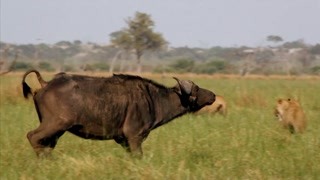 是时候展现真正的技术了？ 年轻雄狮如何捕食非洲水牛