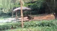 獵豹