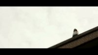 露水红颜(高希希导演特辑)