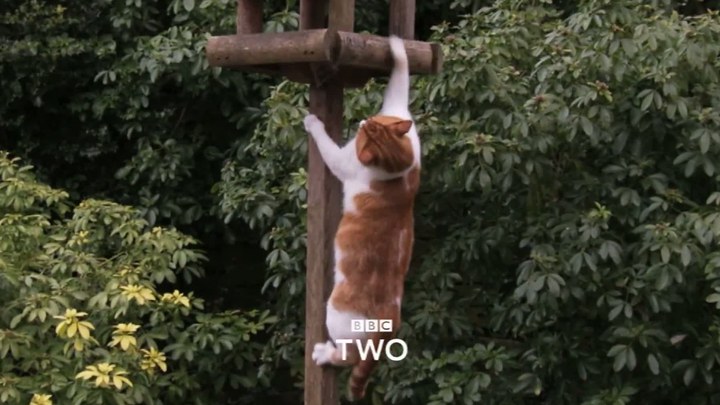 BBC地平线：猫的秘密生活 英国预告片