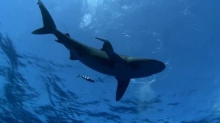 魟鱼以浮游生物为食 远洋白鳍鲨是一种懂得节约体力的鱼类