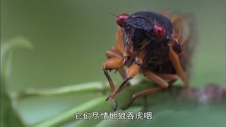 蟬派出先鋒部隊填飽捕食者的肚子，然后開始產卵等待下一次破繭