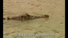 逃亡鱷魚島 片段2