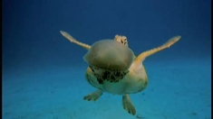 海底世界3D 片段之Green Sea Turtles Jellyfish