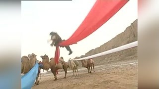 駱駝王在彩帶上打架
