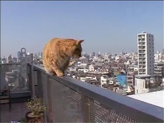 猫咪物语2片花