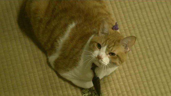猫忍 日本预告片