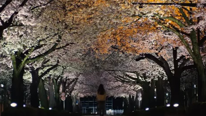盛开的樱花树下 日本预告片2