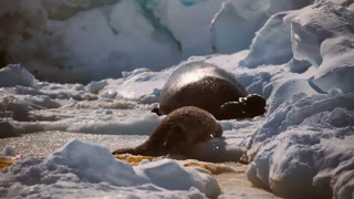威德尔海豹是首批在南极洲被研究的动物 是为数不多的常年生活于此的物种