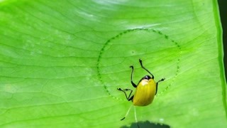 實拍記錄小動物的進食瞬間