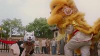 “哈士奇”与“金毛狮王”的战斗, 二哈终于成为了头脑与威力并存的万兽之王？