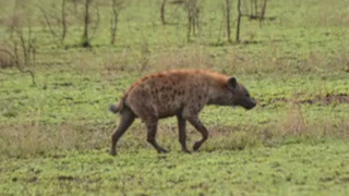 草原土匪斑鬣狗 成年后竟落得如此下场