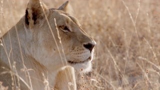 獅象間史詩般的戰斗