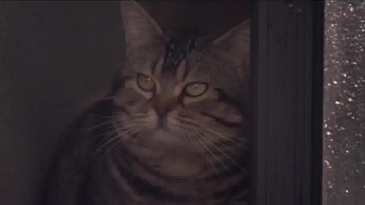 猫与爷爷 预告片1