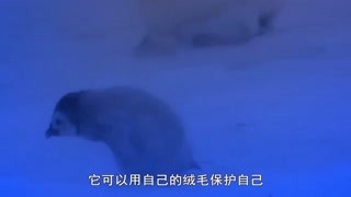 企鵝間諜遭遇瘋狂求愛
