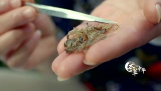 燕子用来筑巢的唾液 竟是滋补养颜的佳品