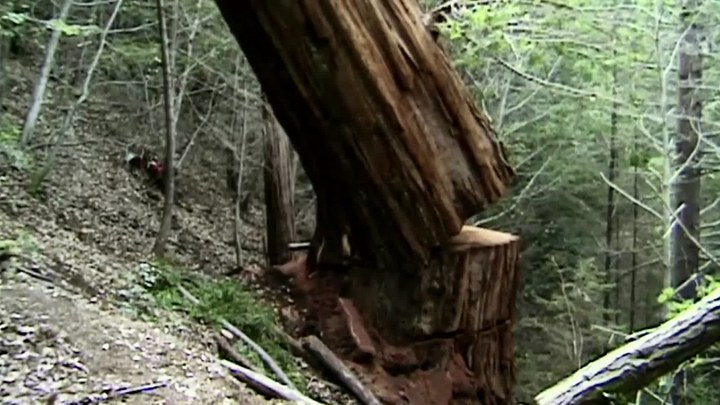 如果树倒下：一个地球解放阵线的故事 美国预告片