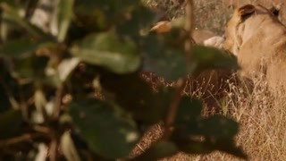 獅象間史詩般的戰斗