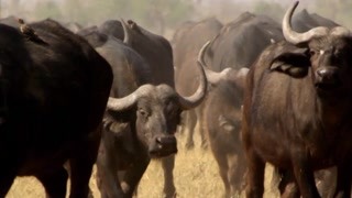 獅象間史詩般的戰斗