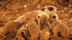 蒙哥 日本版预告片