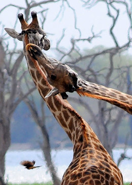 杨紫琼电影全集国语版-搜狗影视