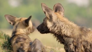 地球上最大的陸地哺乳動物？ 無所畏懼的獅子竟敢挑釁大象