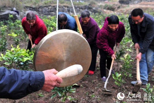 宜昌民间艺人自编“薅草锣鼓”唱红歌(5) 第5页