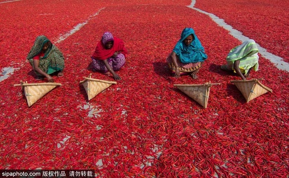 孟加拉国辣椒种植 农场晾晒满眼火红 第1页