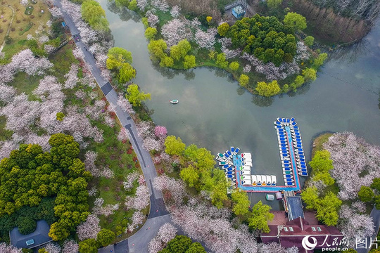 申城迎来最美樱花季 盘点热门赏樱胜地(4) 第4页