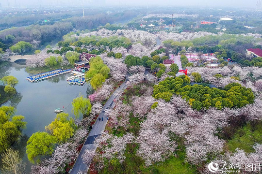 申城迎来最美樱花季 盘点热门赏樱胜地(3) 第3页