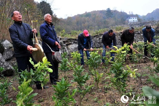 湖北宜昌:民间艺人自编“薅草锣鼓”唱词宣传十九大精神(2) 第2页