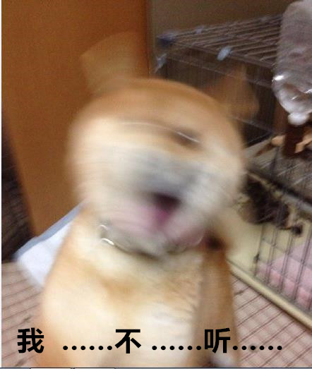 柴犬表情包