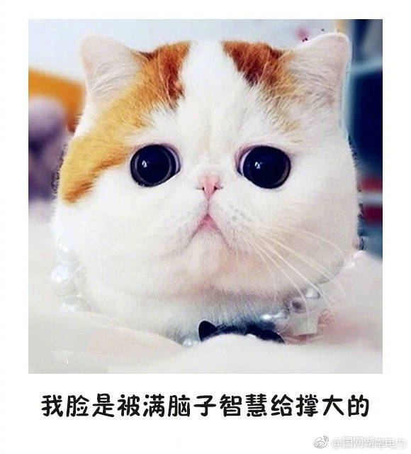 猫的表情