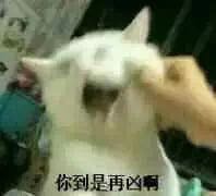 猫咪表情包