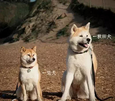 秋田犬表情包