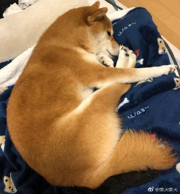 秋田犬表情包