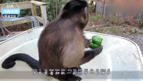 猴子配种视频高清看