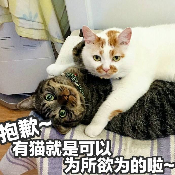 带猫的网名