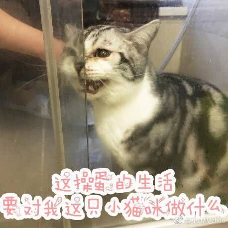 小猫表情包