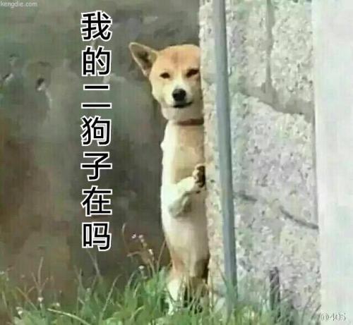 狗子头像