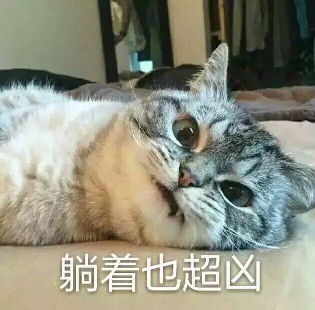 猫咪表情包