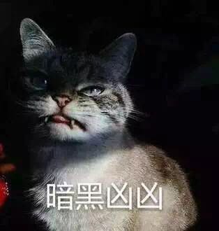 猫咪表情包