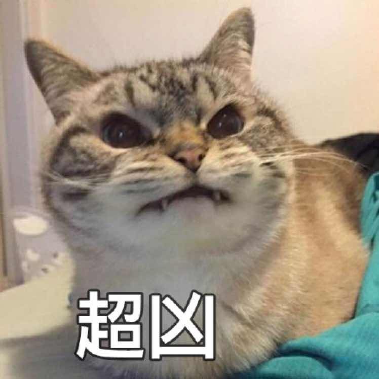 猫的名字大全