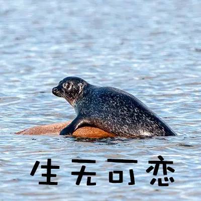 海豹表情包